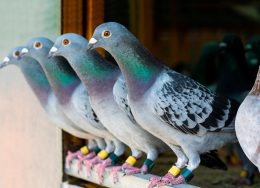 pigeons-take-off-1024x694-1-260x188.jpg