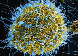 ebola-1-260x188.jpg
