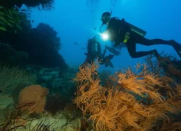 maldive-260x188.webp