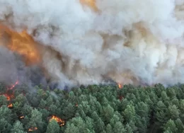 incendiu-padure-fontainebleau-franta-profimedia-4Ttl0W-260x188.webp
