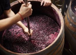 fermentare-vin-900x505-1-260x188.jpeg